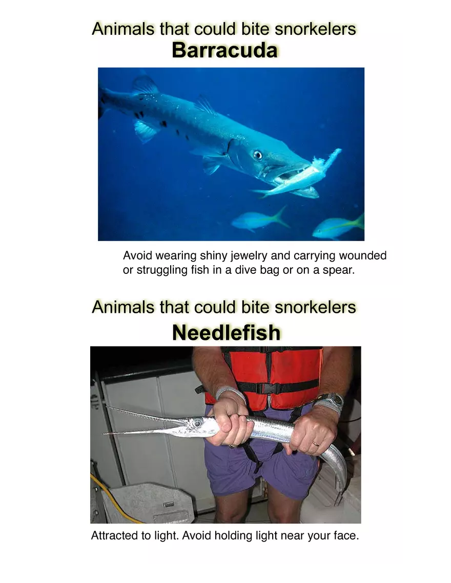 Potentially Hazardous Fauna and Flora of Calabash Caye - Page 10
