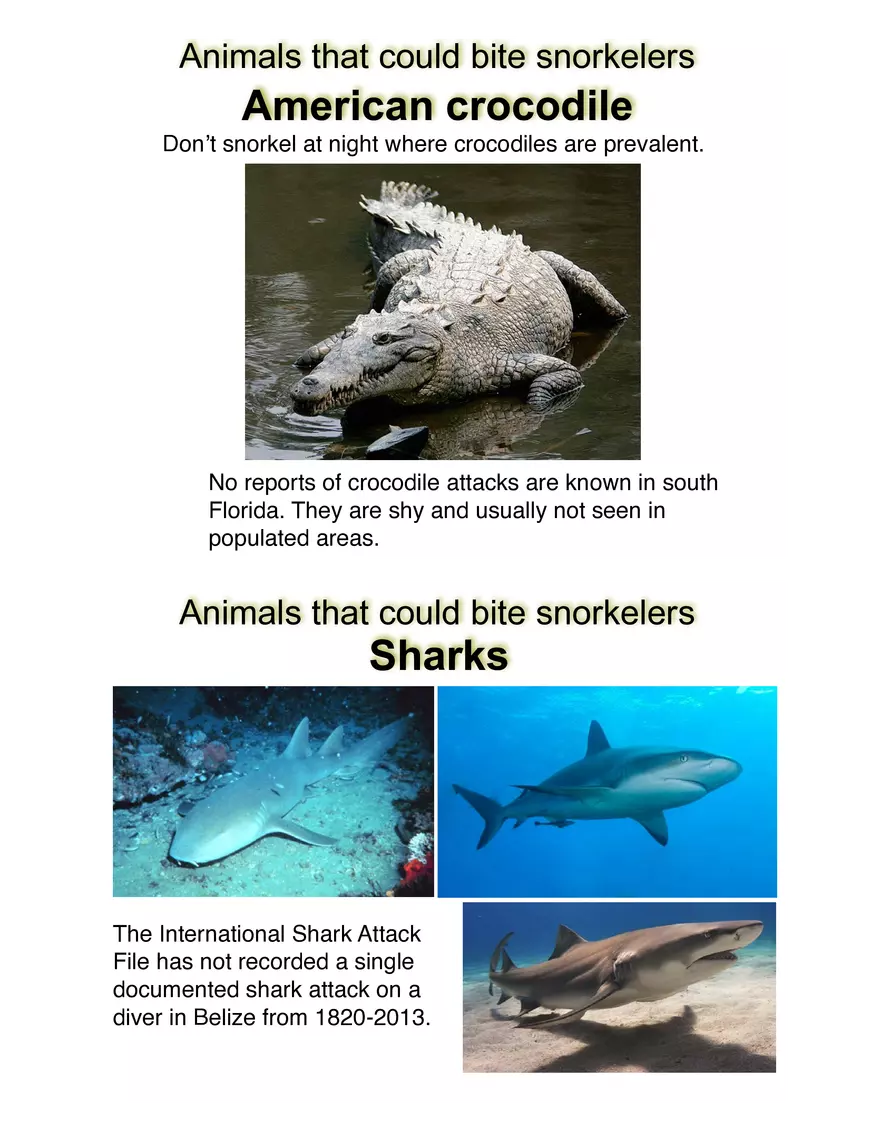 Potentially Hazardous Fauna and Flora of Calabash Caye - Page 11