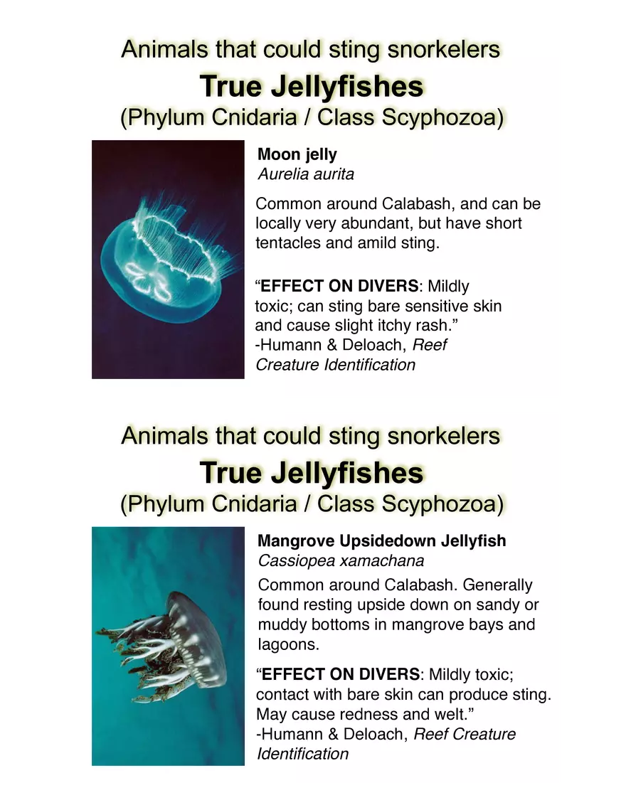 Potentially Hazardous Fauna and Flora of Calabash Caye - Page 12