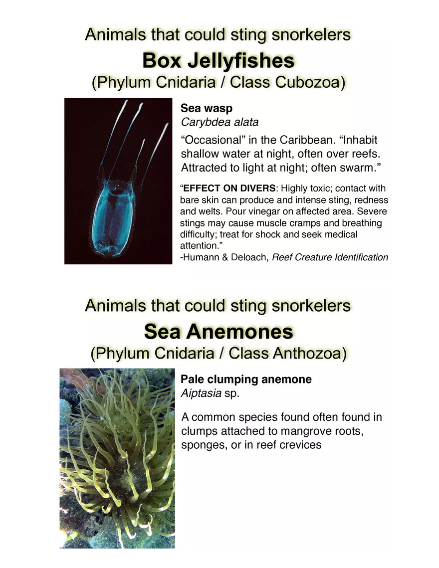 Potentially Hazardous Fauna and Flora of Calabash Caye - Page 13