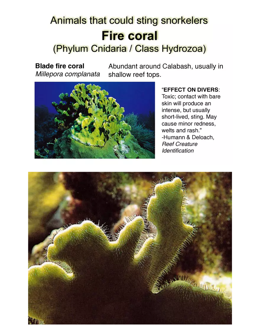 Potentially Hazardous Fauna and Flora of Calabash Caye - Page 14