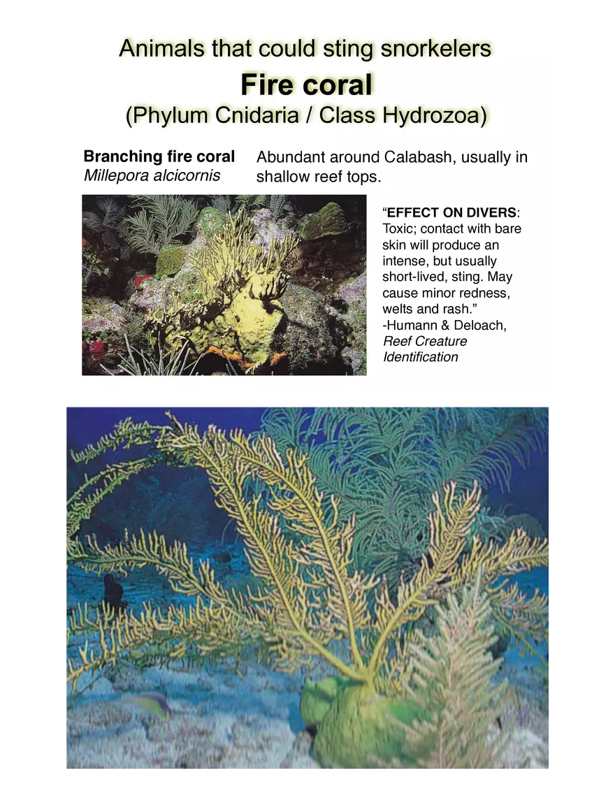 Potentially Hazardous Fauna and Flora of Calabash Caye - Page 15