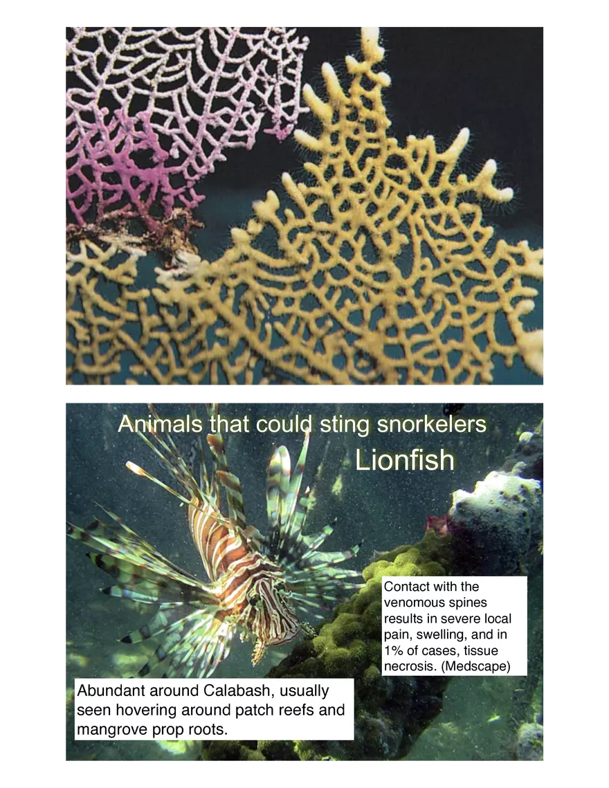 Potentially Hazardous Fauna and Flora of Calabash Caye - Page 16