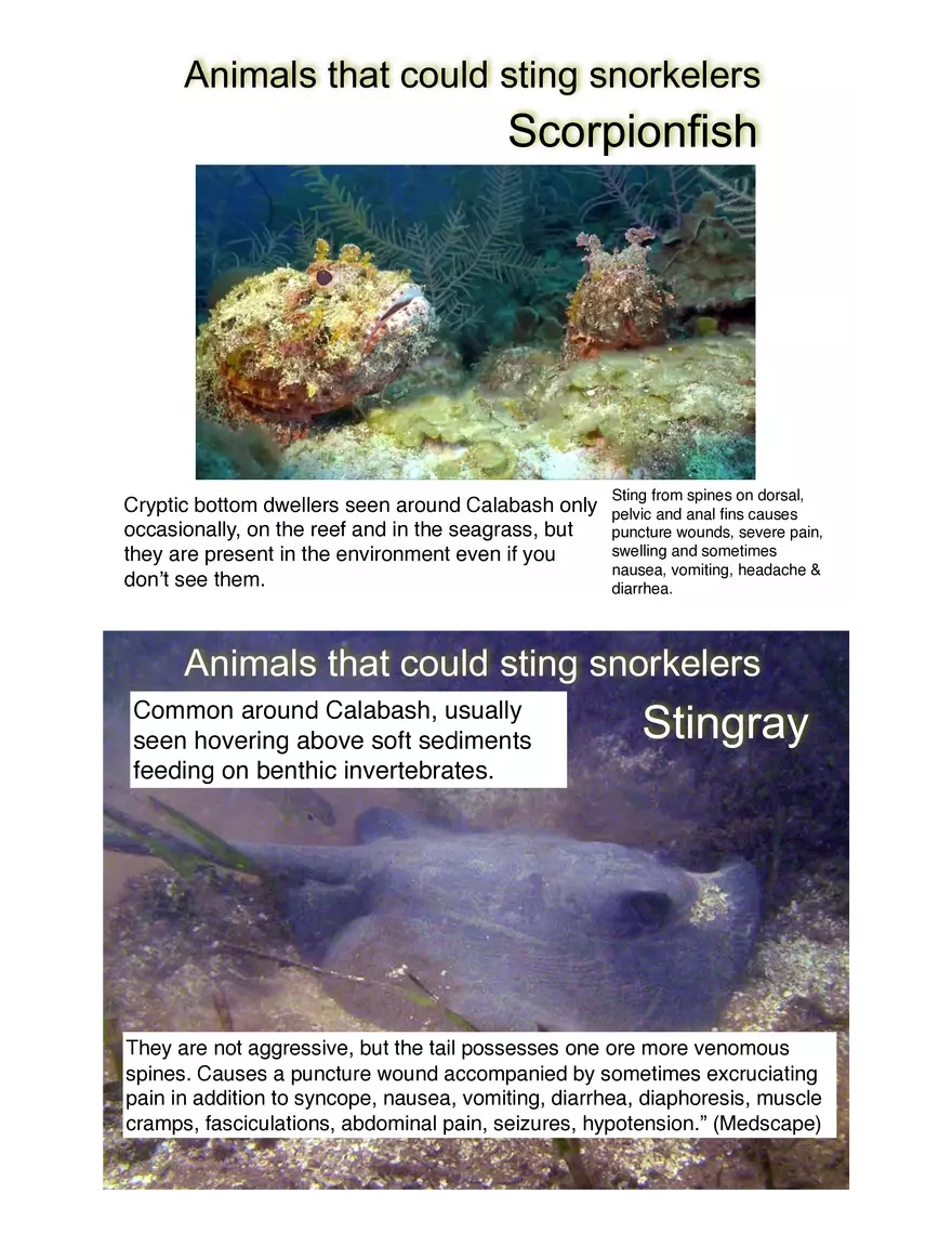 Potentially Hazardous Fauna and Flora of Calabash Caye - Page 17