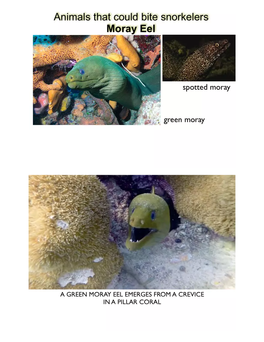 Potentially Hazardous Fauna and Flora of Calabash Caye - Page 2