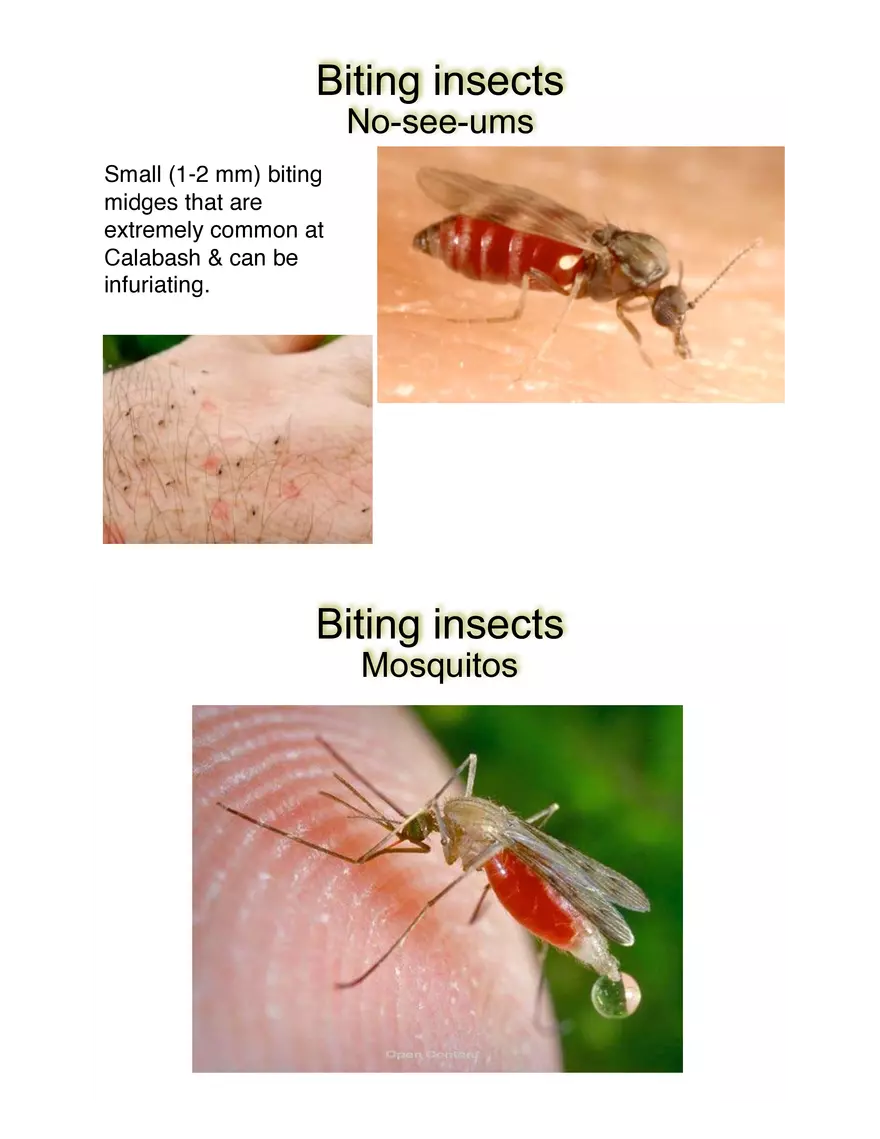 Potentially Hazardous Fauna and Flora of Calabash Caye - Page 4