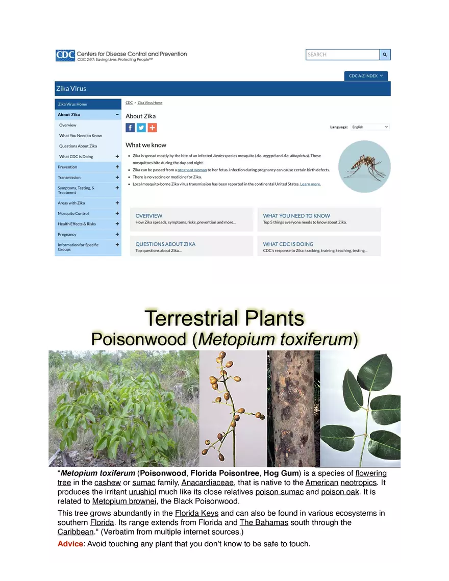 Potentially Hazardous Fauna and Flora of Calabash Caye - Page 6