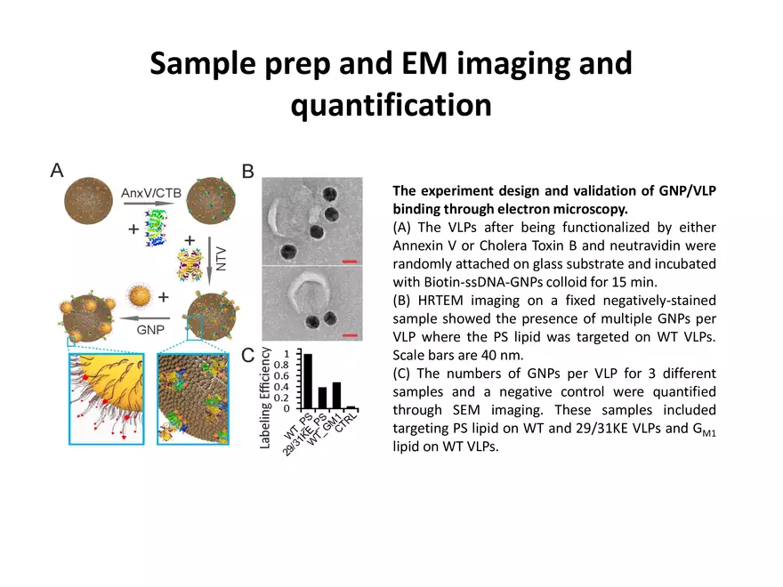 Quantifying Lipid Contents in Enveloped Virus Particles with Plasmonic Nanoparticles - Page 9
