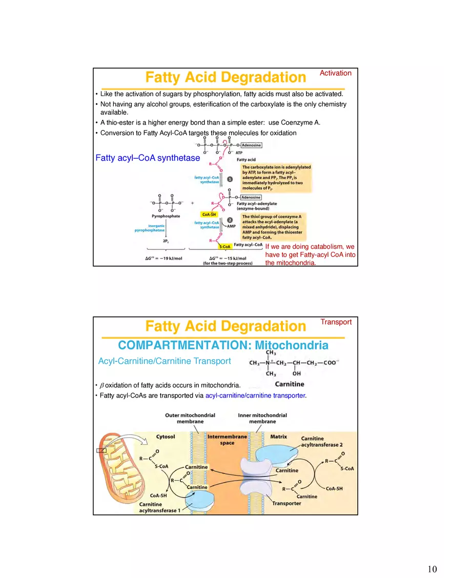 Lipid Degradation Fatty Acids Lecture - Page 7