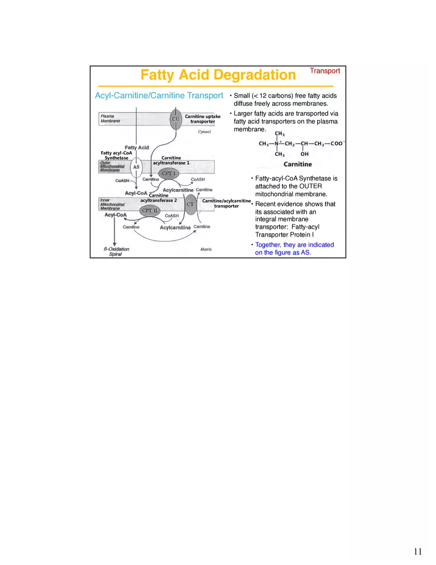 Lipid Degradation Fatty Acids Lecture - Page 8