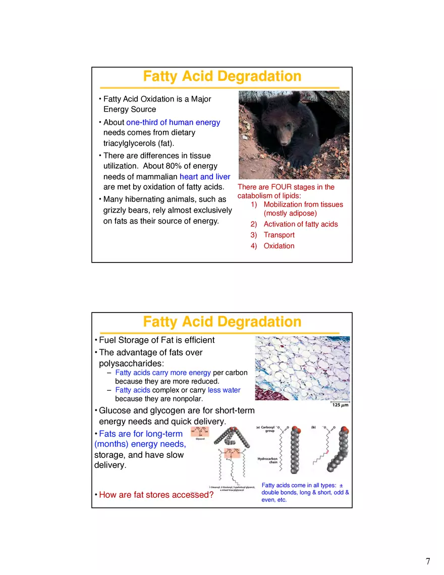 Lipid Degradation Fatty Acids Lecture - Page 4