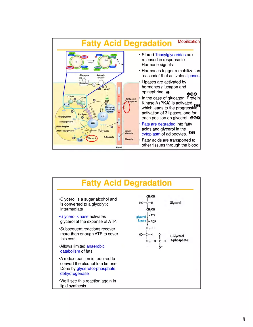 Lipid Degradation Fatty Acids Lecture - Page 5