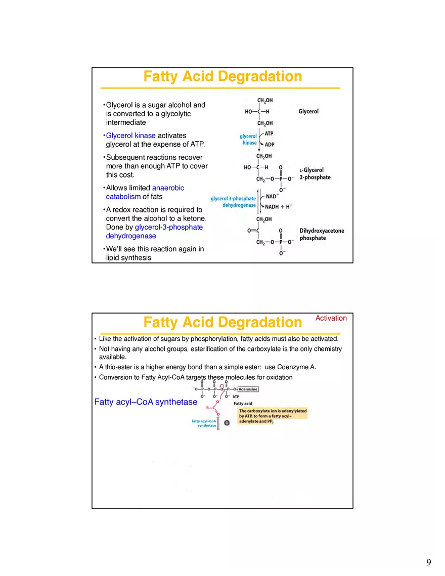 Lipid Degradation Fatty Acids Lecture - Page 6