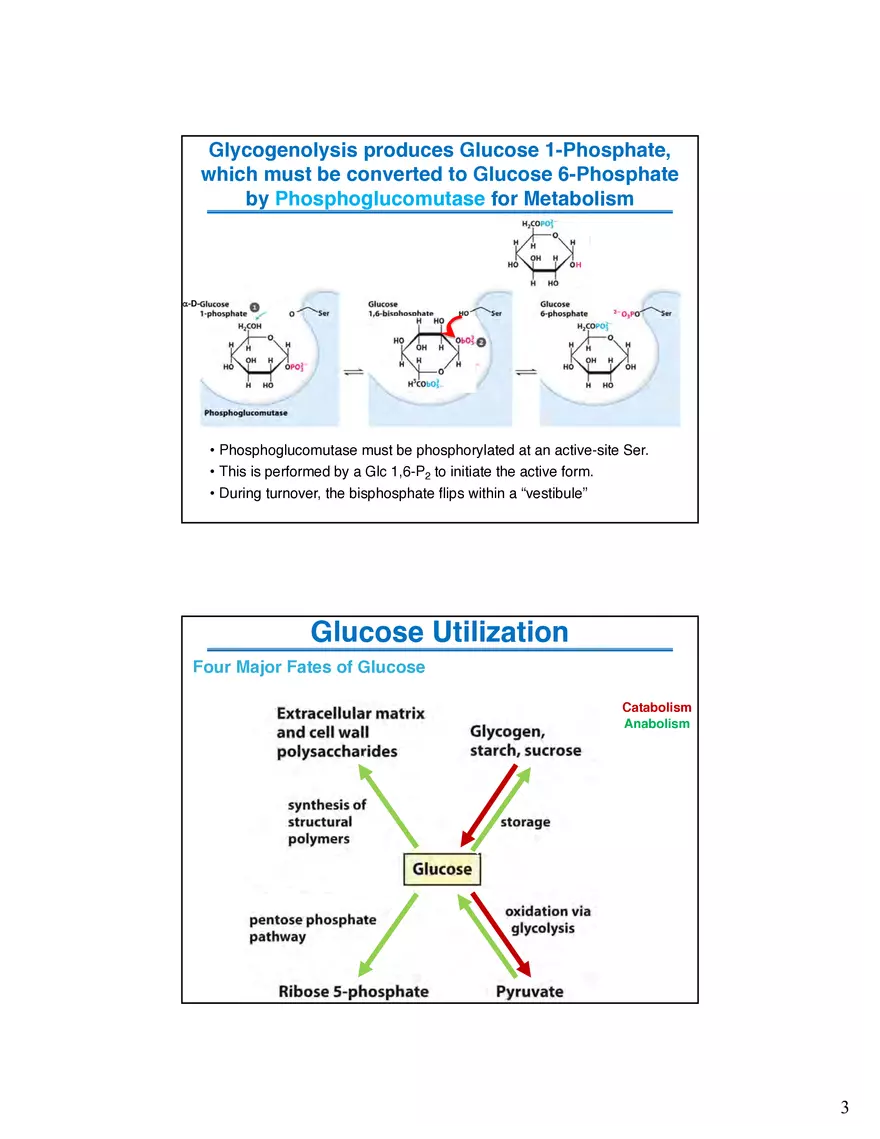Glycogenolysis Must Deal With Branch Points in Glycogen - Page 7