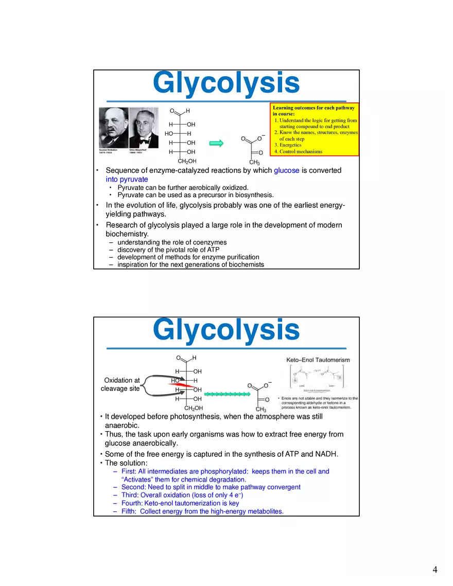 Glycogenolysis Must Deal With Branch Points in Glycogen - Page 8