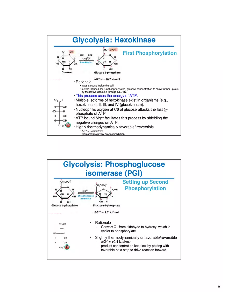 Glycogenolysis Must Deal With Branch Points in Glycogen - Page 10