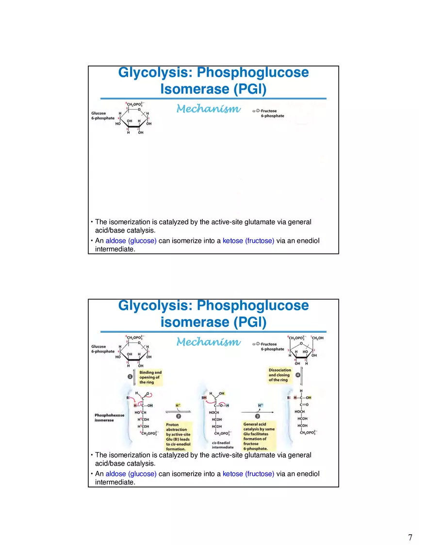 Glycogenolysis Must Deal With Branch Points in Glycogen - Page 11