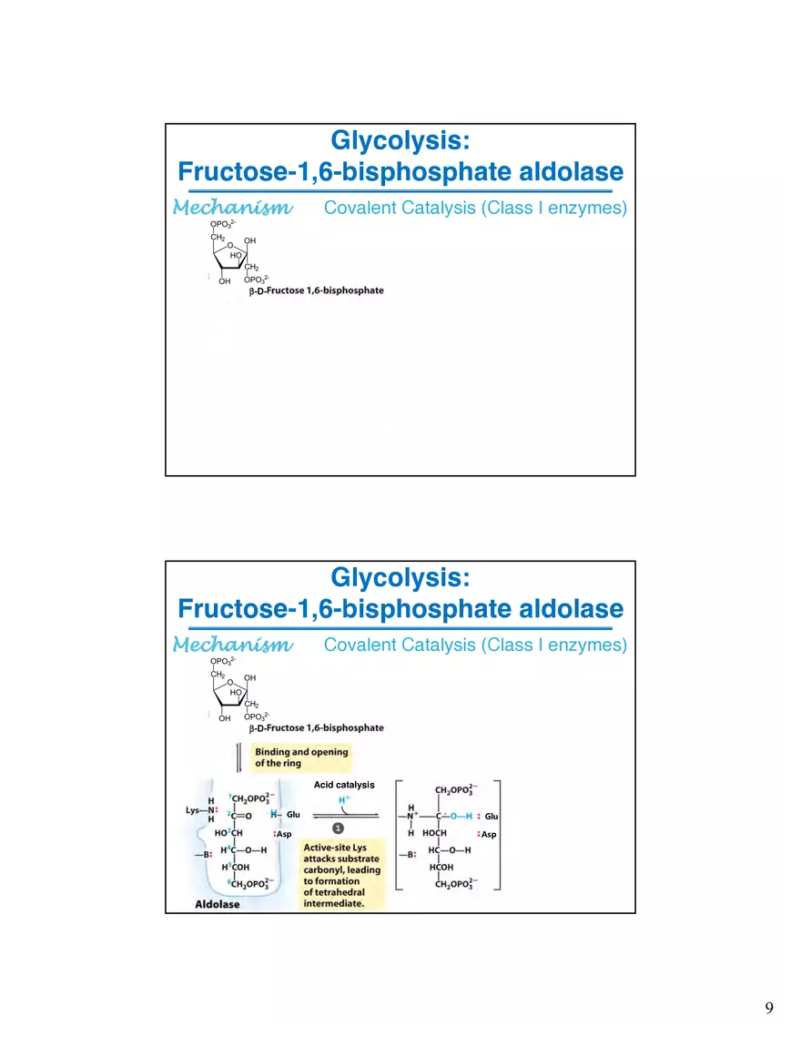 Glycogenolysis Must Deal With Branch Points in Glycogen - Page 13