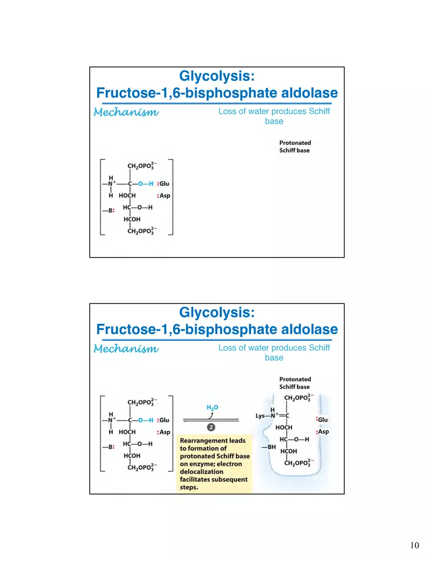 Glycogenolysis Must Deal With Branch Points in Glycogen - Page 14