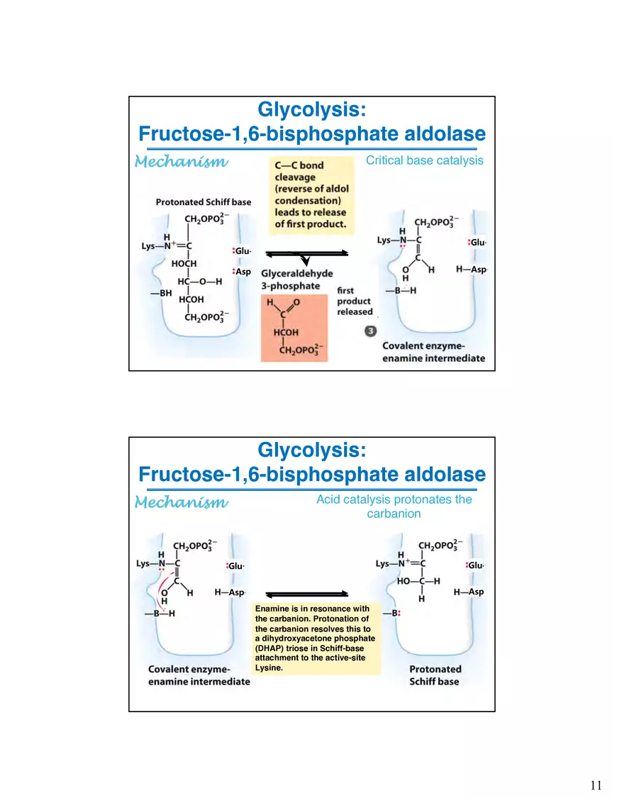 Glycogenolysis Must Deal With Branch Points in Glycogen - Page 3