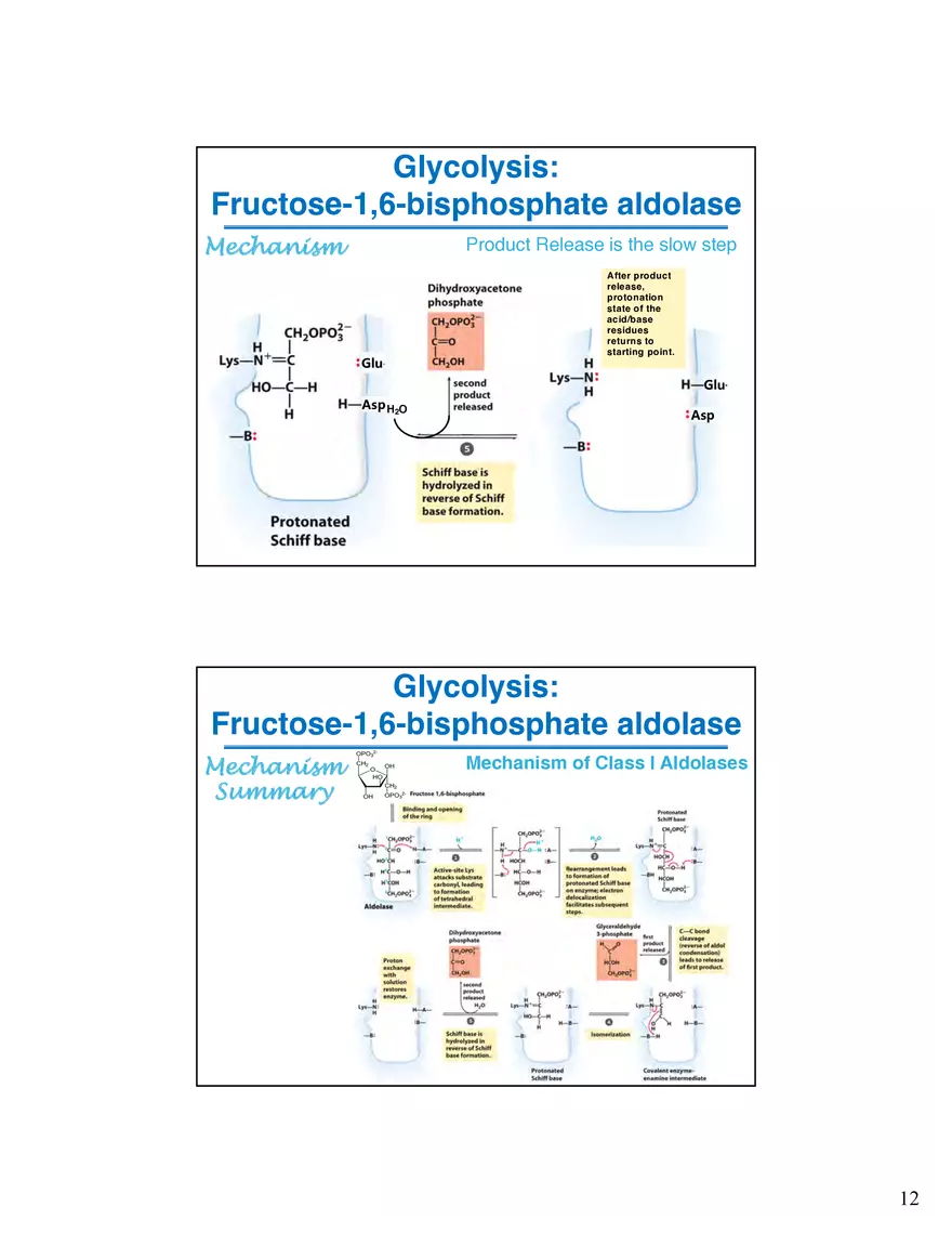 Glycogenolysis Must Deal With Branch Points in Glycogen - Page 4