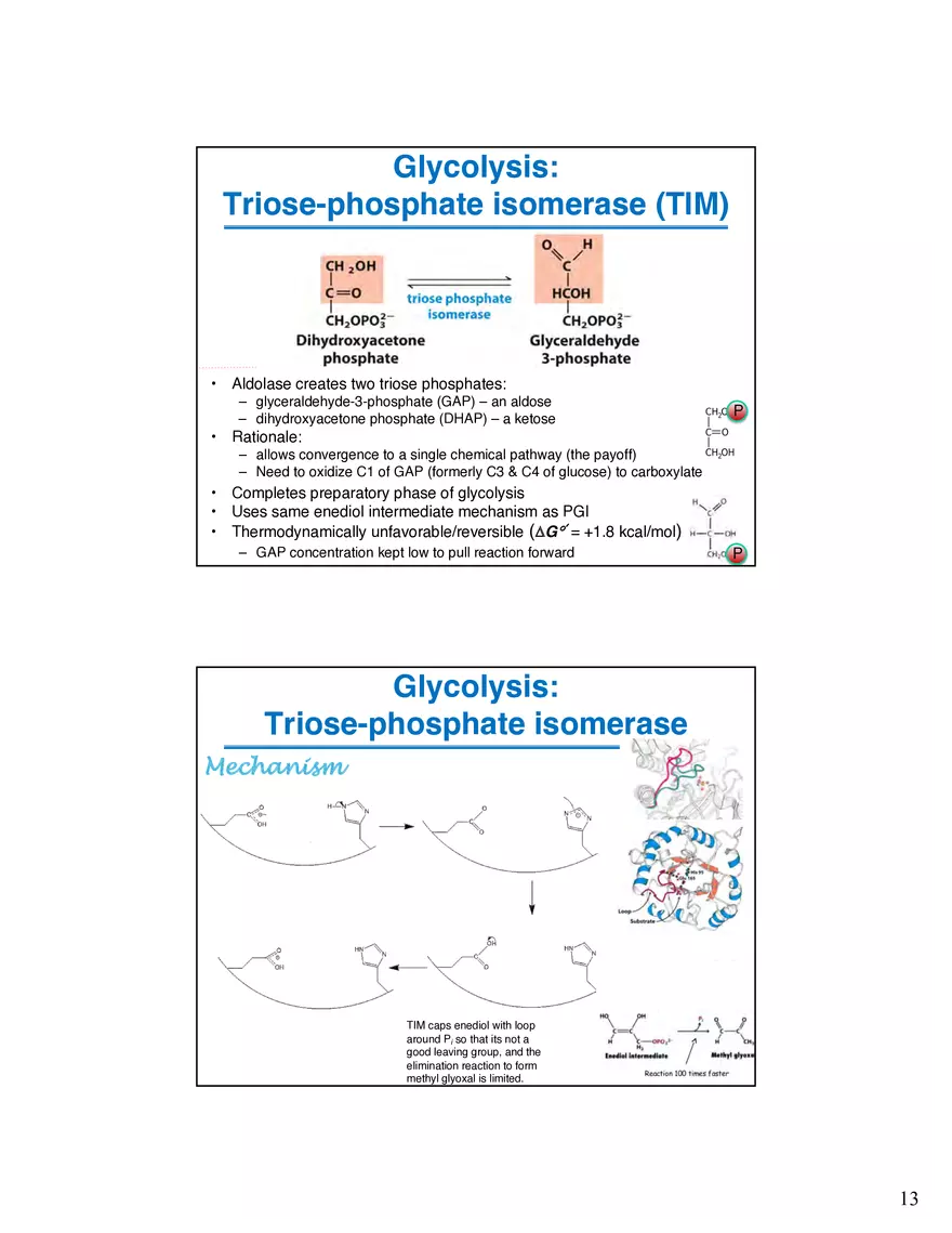 Glycogenolysis Must Deal With Branch Points in Glycogen - Page 5