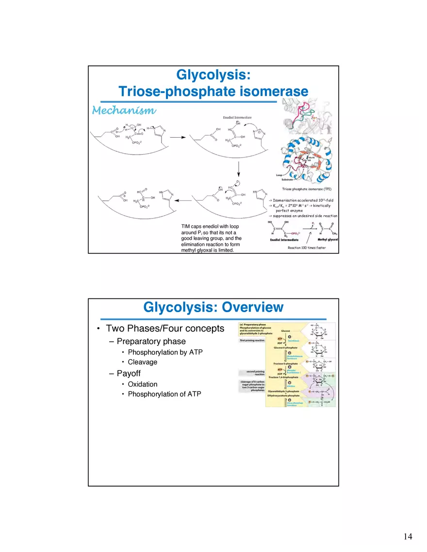 Glycogenolysis Must Deal With Branch Points in Glycogen - Page 6