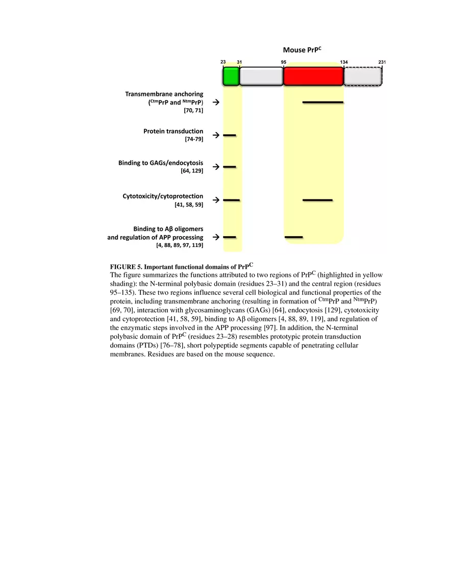 Prion Protein at the Crossroads of Physiology Box 2 - Page 7