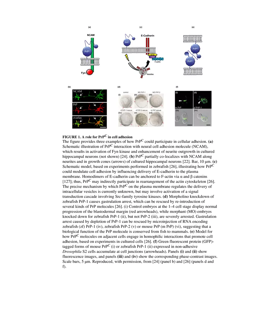 Prion Protein at the Crossroads of Physiology Box 2 - Page 2