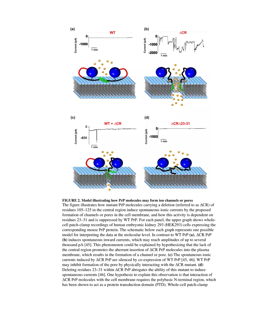 Prion Protein at the Crossroads of Physiology Box 2 - Page 3
