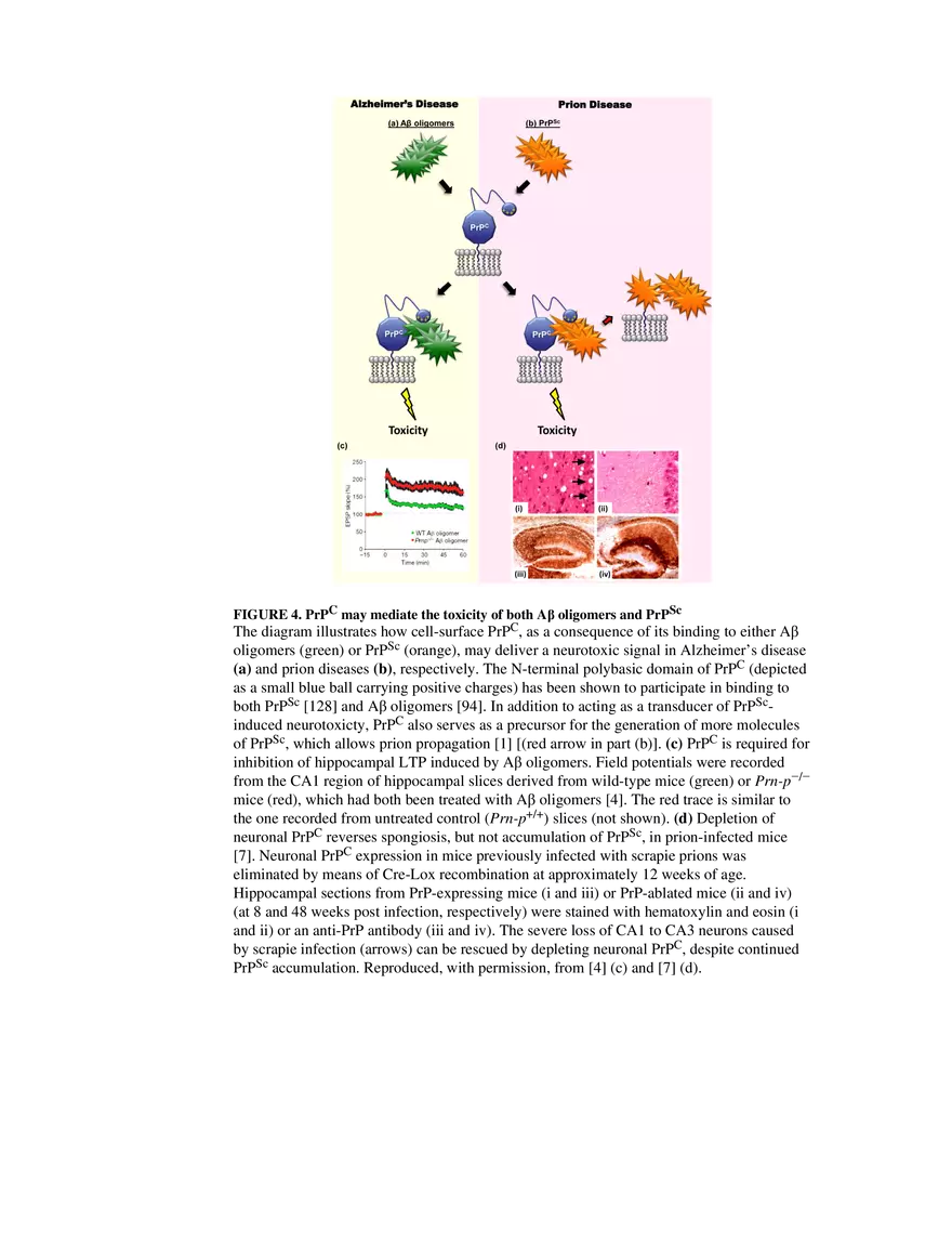 Prion Protein at the Crossroads of Physiology Box 2 - Page 6