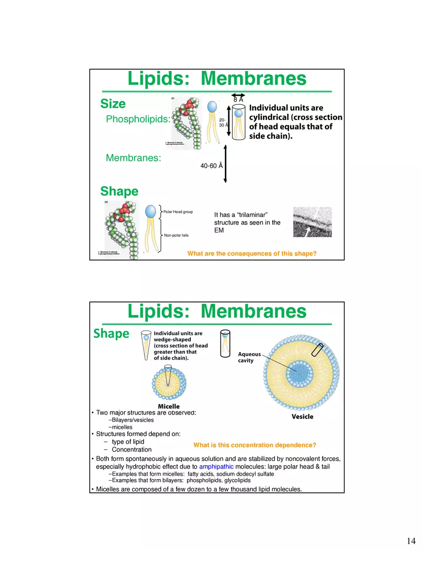 Lipids Membranes Biological Molecules That are Characterized by Low Solubility - Page 6