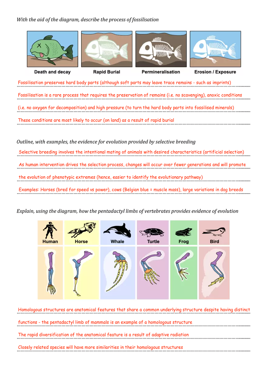 Evidence for Evolution Worksheet (Answers) - Page 2
