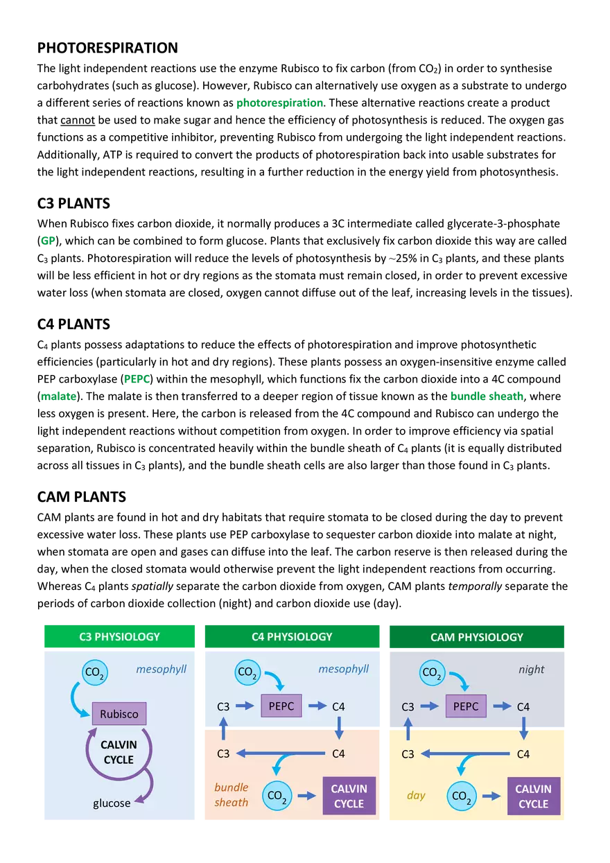 An Introduction to Photosynthesis - Page 3