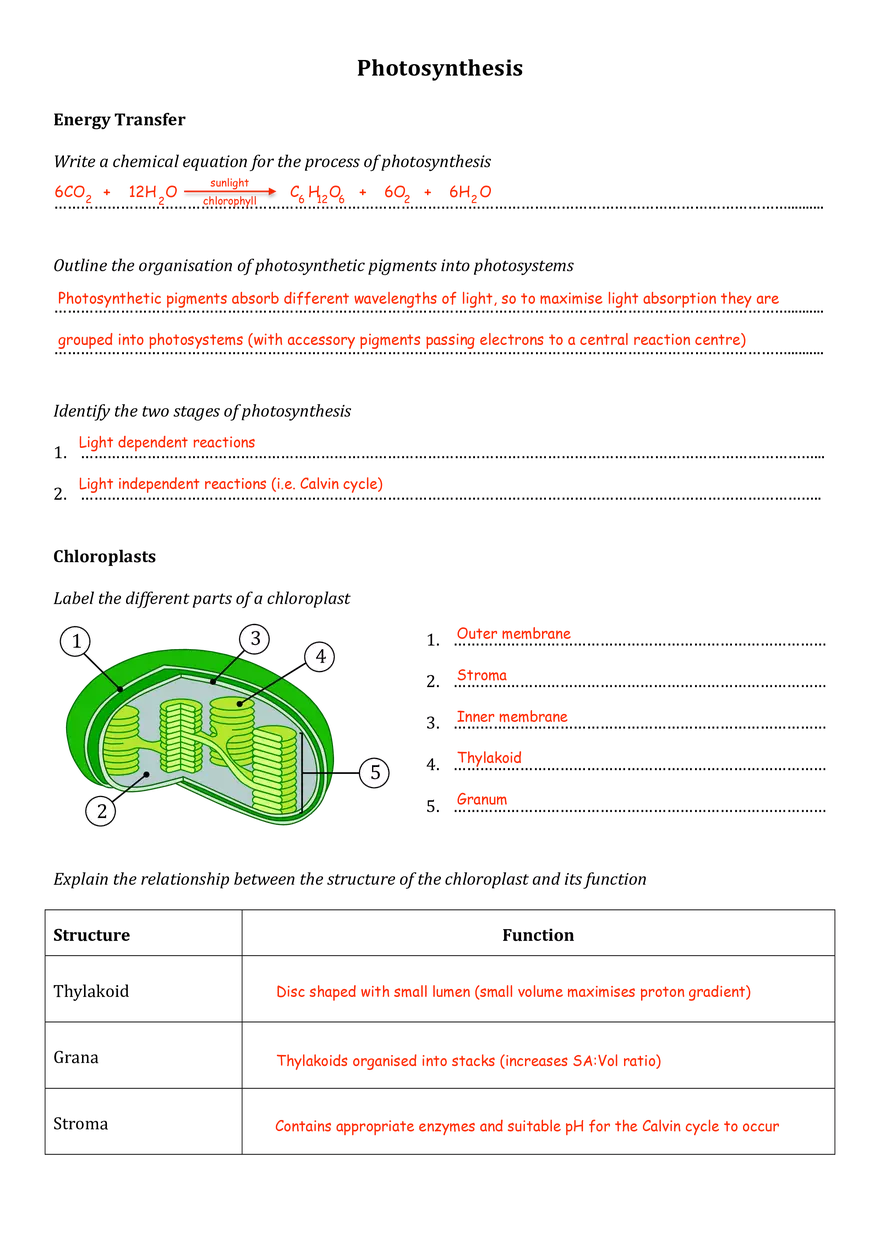 Photosynthesis Answer Key Part 2 - Page 1