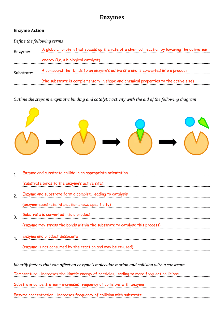 Enzymes Worksheet (Answers) - Page 1