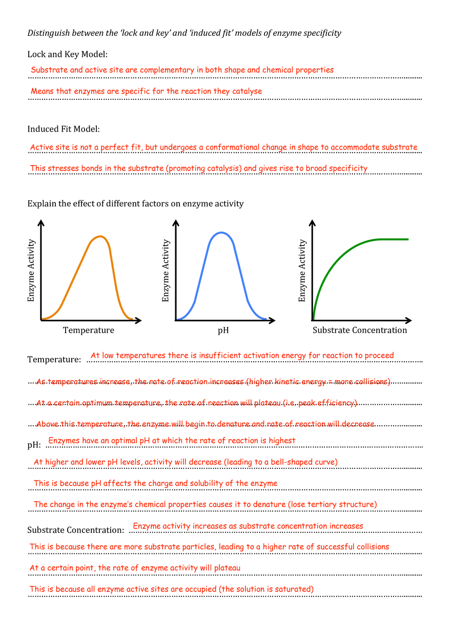 Enzymes Worksheet (Answers) - Page 2