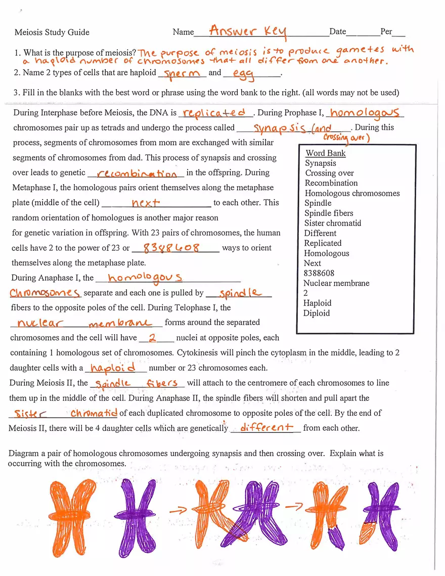 Meiosis Study Guide Answers What is the Purpose of Meiosis - Page 1