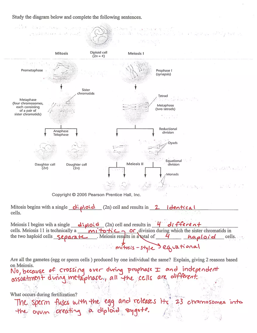 Meiosis Study Guide Answers What is the Purpose of Meiosis - Page 2