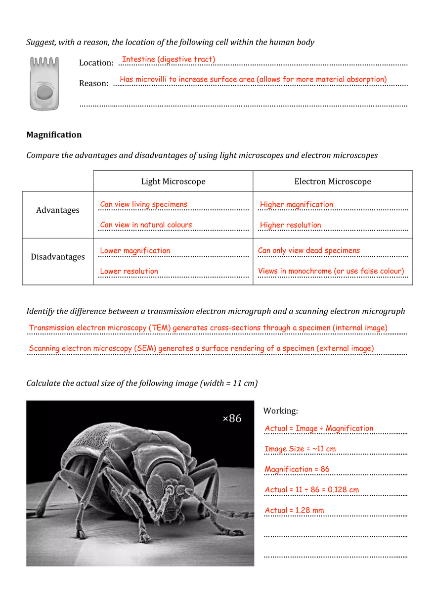 Introduction to Cells Assignment - Page 3