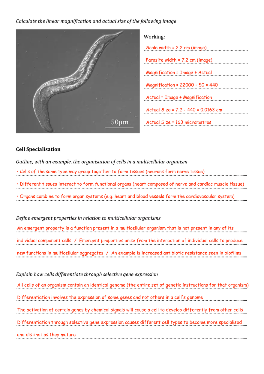 Introduction to Cells Assignment - Page 4
