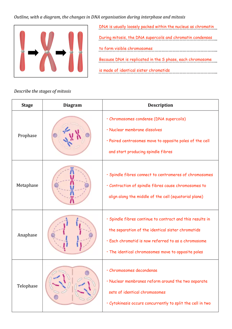 Cell Division Worksheet (Answers) - Page 2