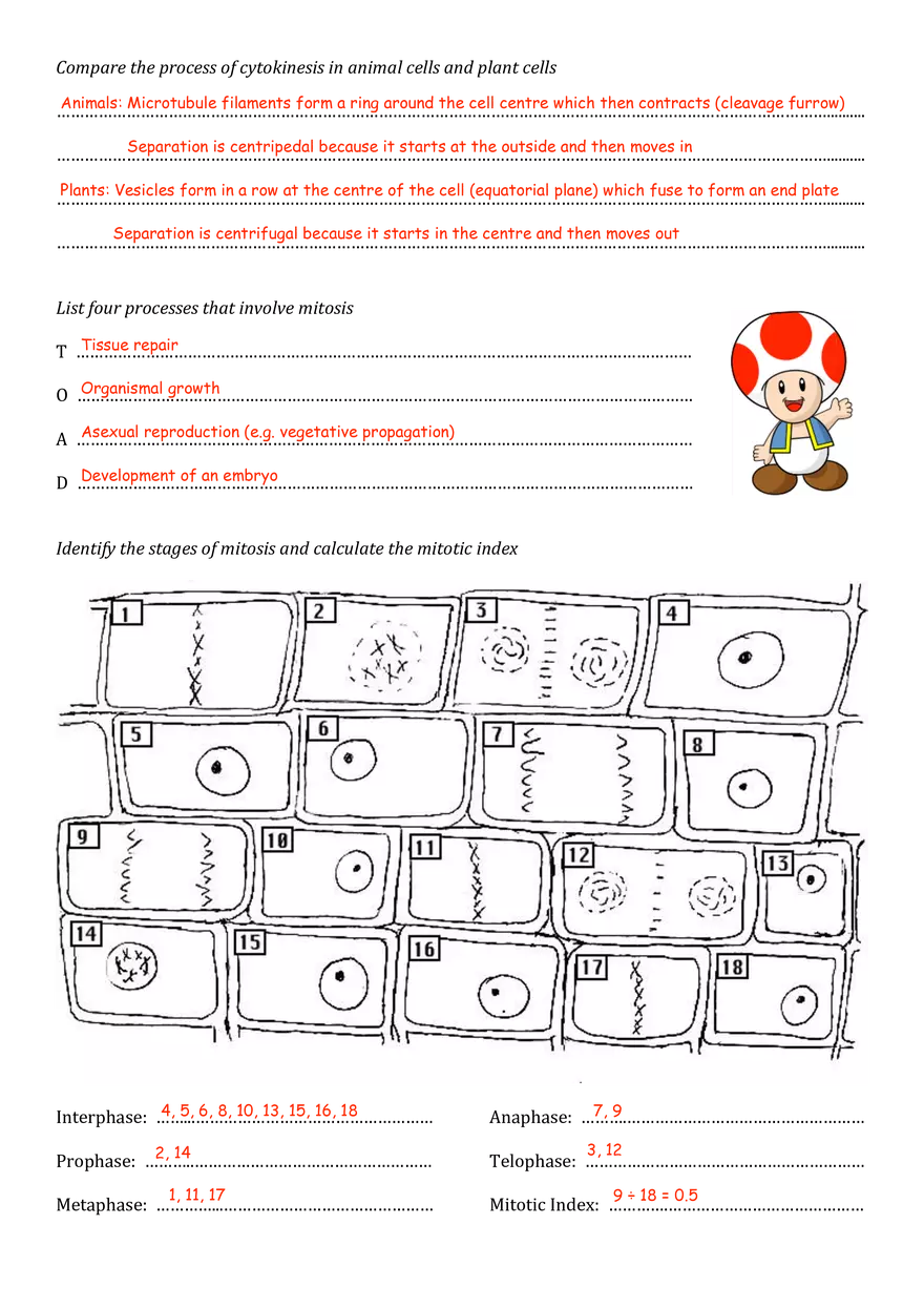 Cell Division Worksheet (Answers) - Page 3
