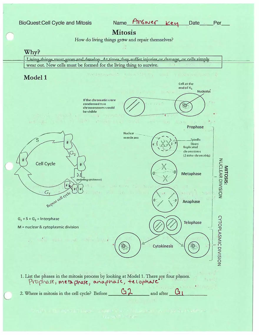 How do Living Things Grow and Repair Themselves - Mitosis - Page 1