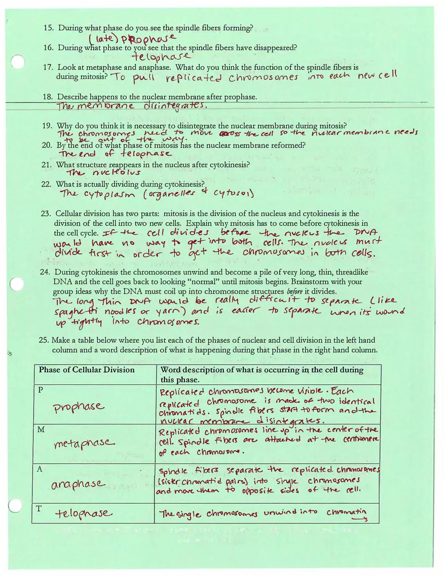 How do Living Things Grow and Repair Themselves - Mitosis - Page 3
