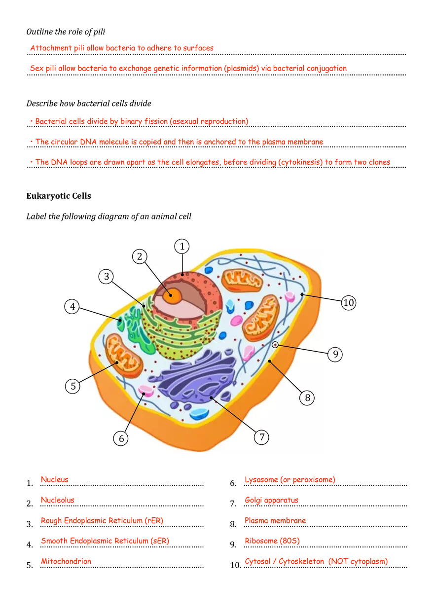 Ultrastructure of Cells - Page 2