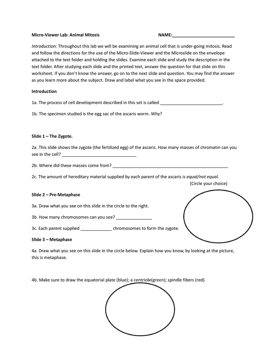 Micro Viewer Animal Mitosis Lab - Page 1