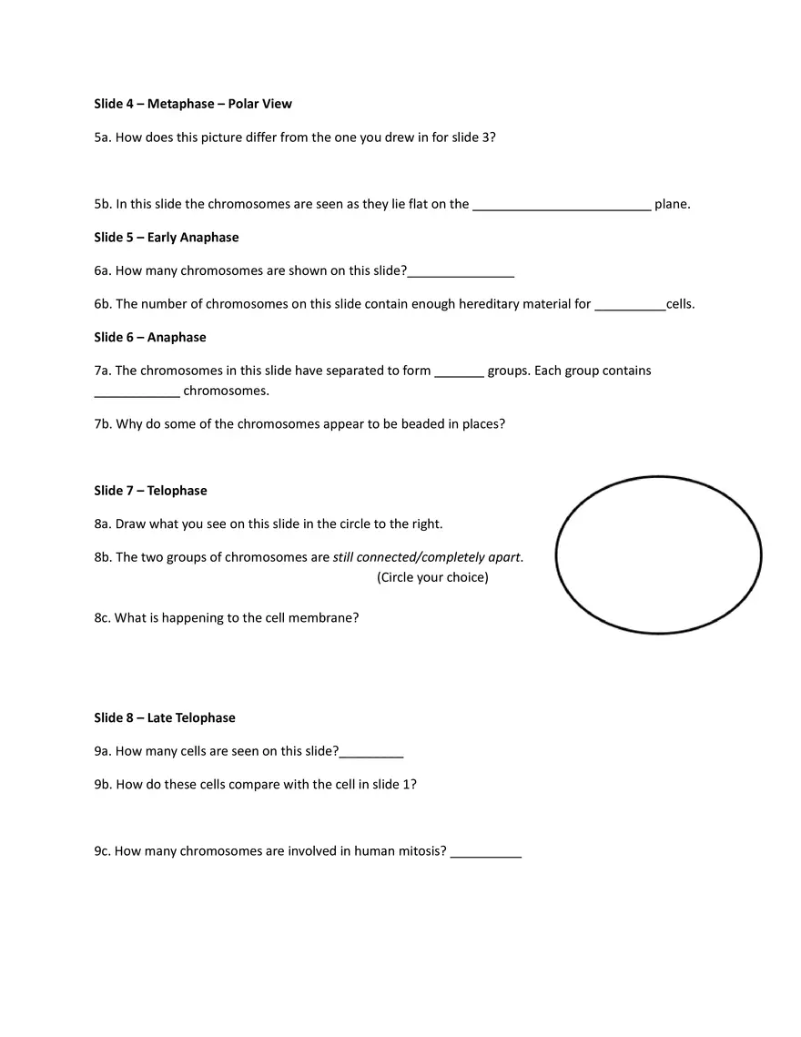 Micro Viewer Animal Mitosis Lab - Page 2