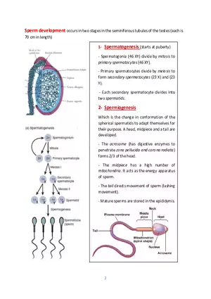 Sperm Development