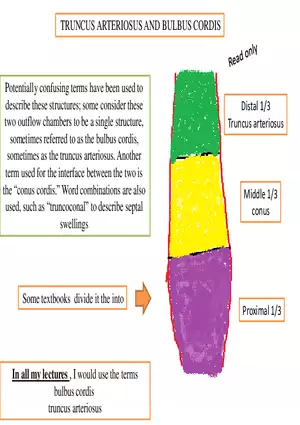 Truncus Arteriosus and Bulbus Cordis